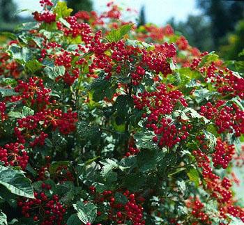 Калина (viburnum)